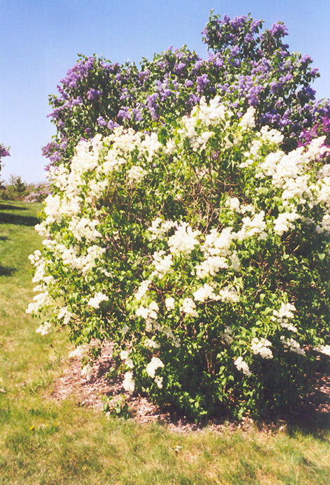 Primrose Lilac (Syringa vulgaris 'Primrose') at Forde Nursery
