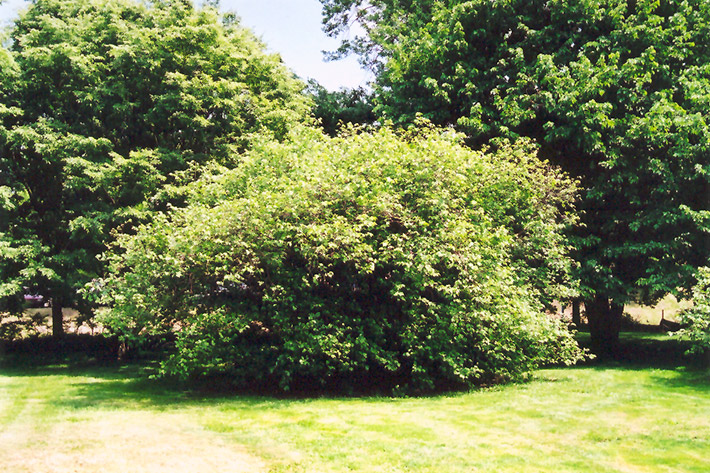 American Hazelnut (Corylus americana) at Forde Nursery