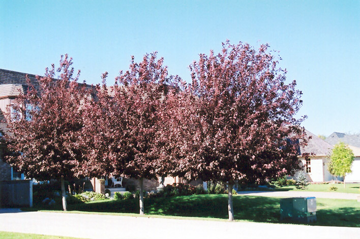 Schubert Chokecherry (Prunus virginiana 'Schubert') at Forde Nursery