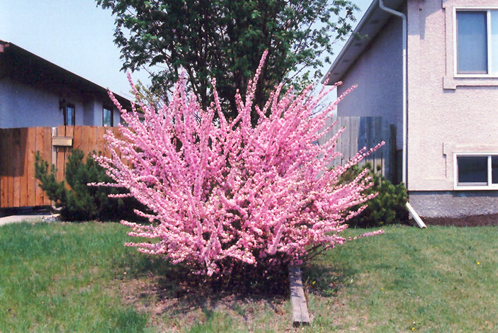 Double Flowering Plum (Prunus triloba 'Multiplex') at Forde Nursery