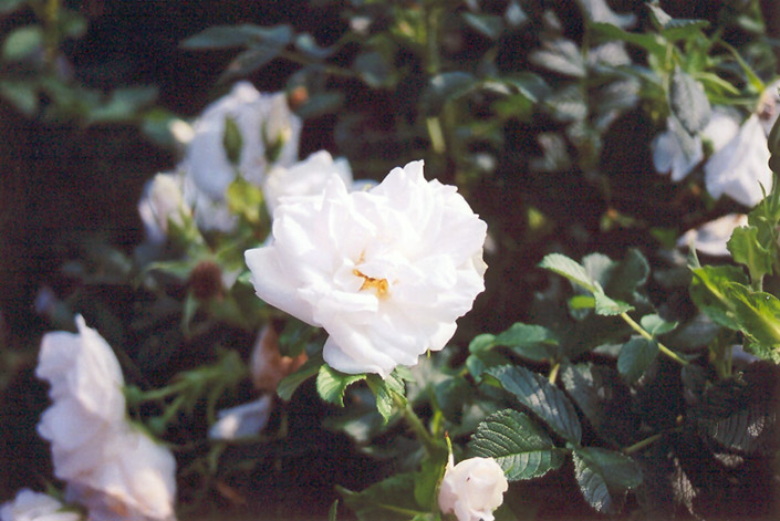 Blanc Double de Coubert Rose (Rosa 'Blanc Double de Coubert') at Forde Nursery