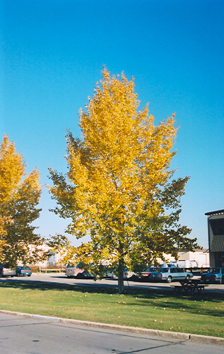 Northwest Poplar (Populus x jackii 'Northwest') at Forde Nursery