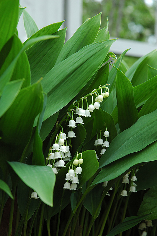 Lily-Of-The-Valley (Convallaria majalis) at Forde Nursery