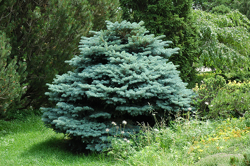 Globe Blue Spruce (Picea pungens 'Globosa') at Forde Nursery