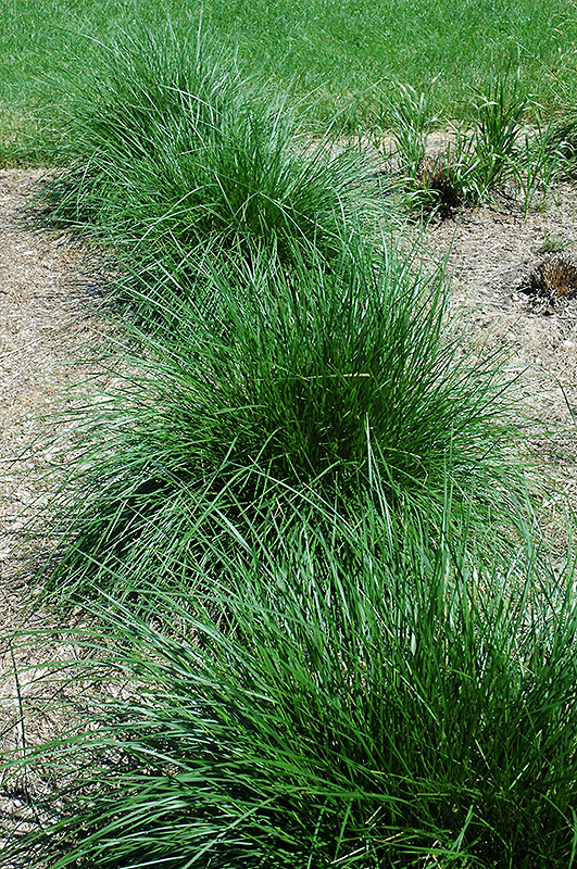 Tufted Hair Grass (Deschampsia cespitosa) at Forde Nursery