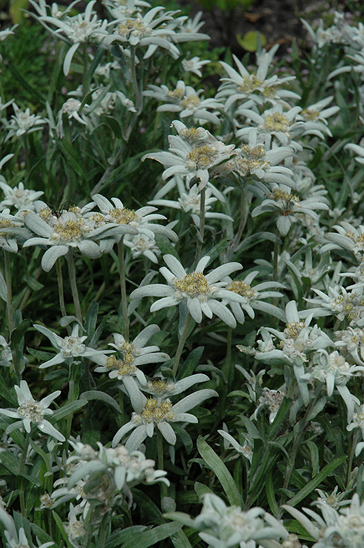 Alpine Edelweiss (Leontopodium alpinum) at Forde Nursery