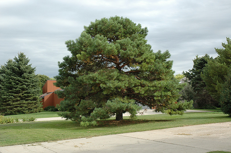 Scotch Pine (Pinus sylvestris) at Forde Nursery