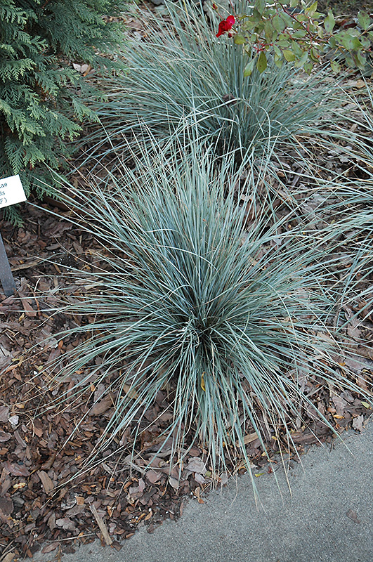 Sapphire Blue Oat Grass (Helictotrichon sempervirens 'Sapphire Blue') at Forde Nursery