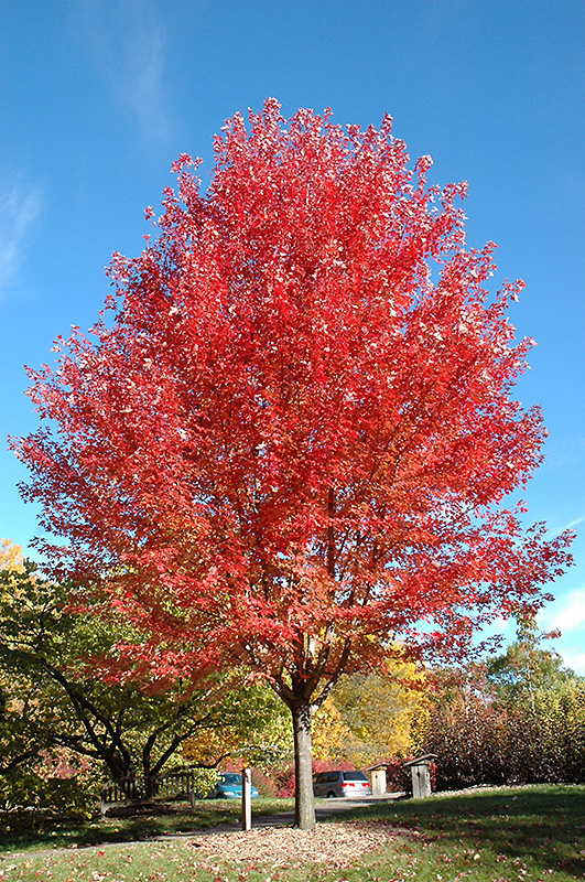 Autumn Blaze Maple (Acer x freemanii 'Jeffersred') at Forde Nursery