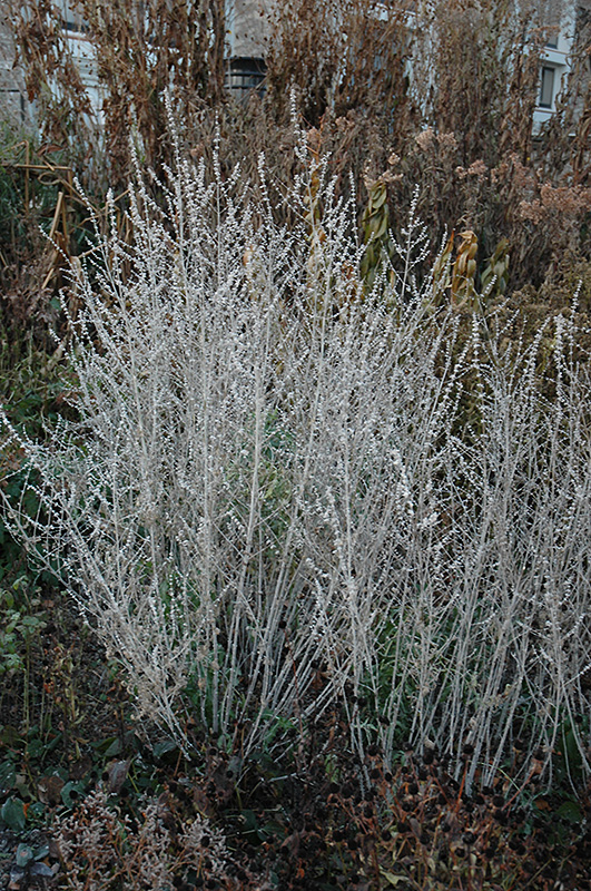Russian Sage (Perovskia atriplicifolia) at Forde Nursery