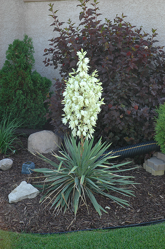Small Soapweed (Yucca glauca) at Forde Nursery