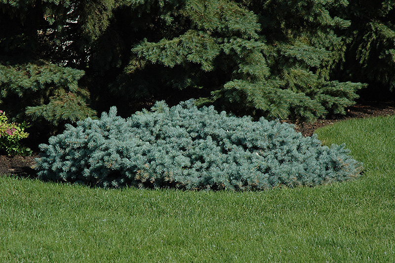 St. Mary's Broom Creeping Blue Spruce (Picea pungens 'St. Mary's Broom') at Forde Nursery