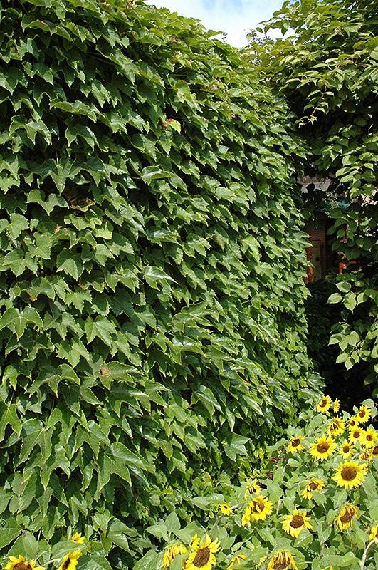 Boston Ivy (Parthenocissus tricuspidata) at Forde Nursery