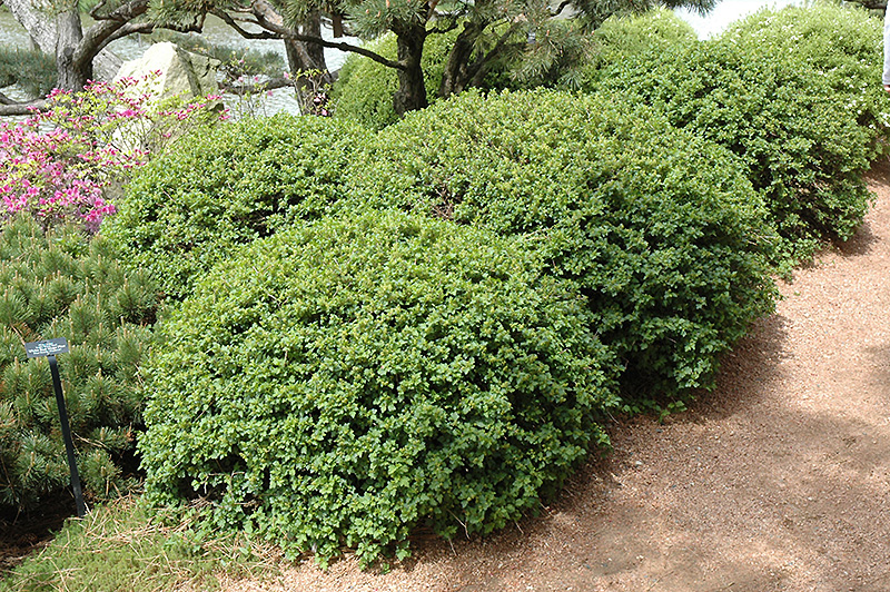 Green Mound Alpine Currant (Ribes alpinum 'Green Mound') at Forde Nursery