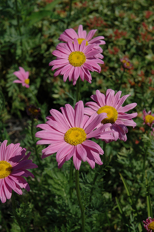 Robinson's Pink Painted Daisy (Tanacetum coccineum 'Robinson's Pink') at Forde Nursery
