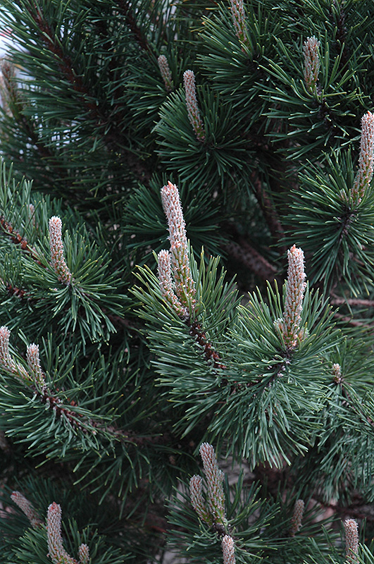 Tannenbaum Mugo Pine (Pinus mugo 'Tannenbaum') at Forde Nursery