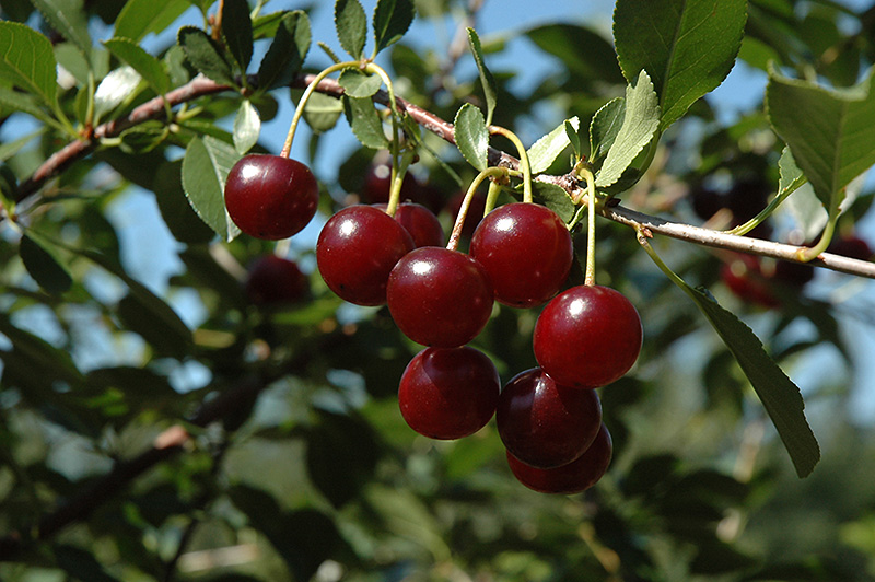 Carmine Jewel Cherry (Prunus 'Carmine Jewel') at Forde Nursery