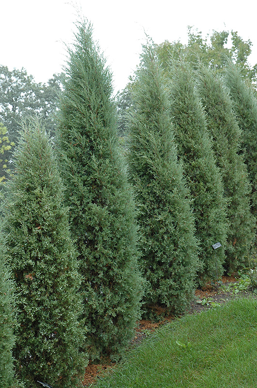Taylor Redcedar (Juniperus virginiana 'Taylor') at Forde Nursery