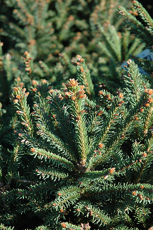 Sharpleaf Dwarf Norway Spruce (Picea abies 'Mucronata') at Forde Nursery