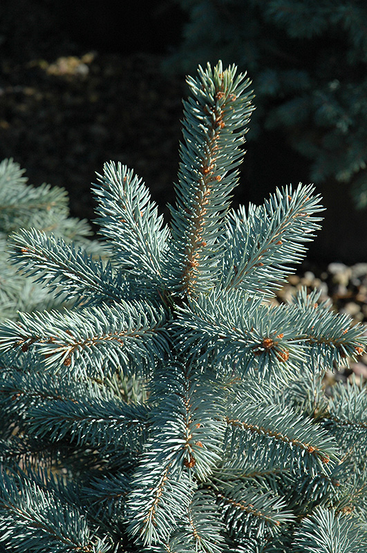 Baby Blue Eyes Spruce (Picea pungens 'Baby Blue Eyes') at Forde Nursery