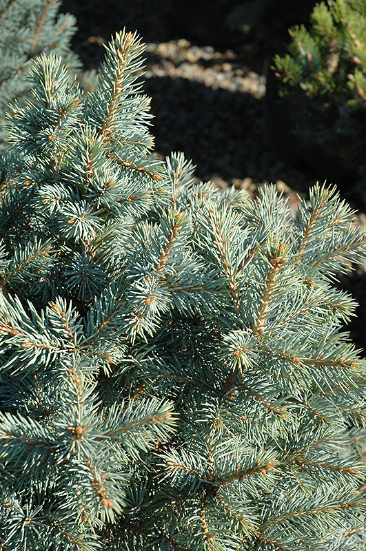 Sester Dwarf Blue Spruce (Picea pungens 'Sester Dwarf') at Forde Nursery