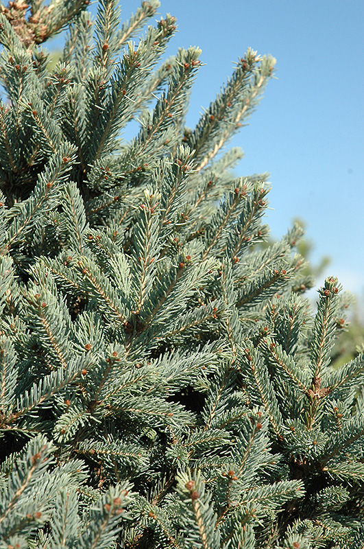 Yukon Blue Spruce (Picea glauca 'Yukon Blue') at Forde Nursery