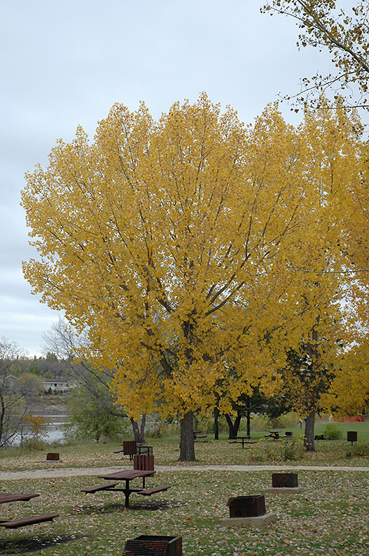 Plains Cottonwood (Populus sargentii) at Forde Nursery
