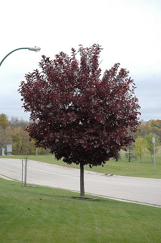 Canada Red Select Chokecherry (Prunus virginiana 'Canada Red Select') at Forde Nursery