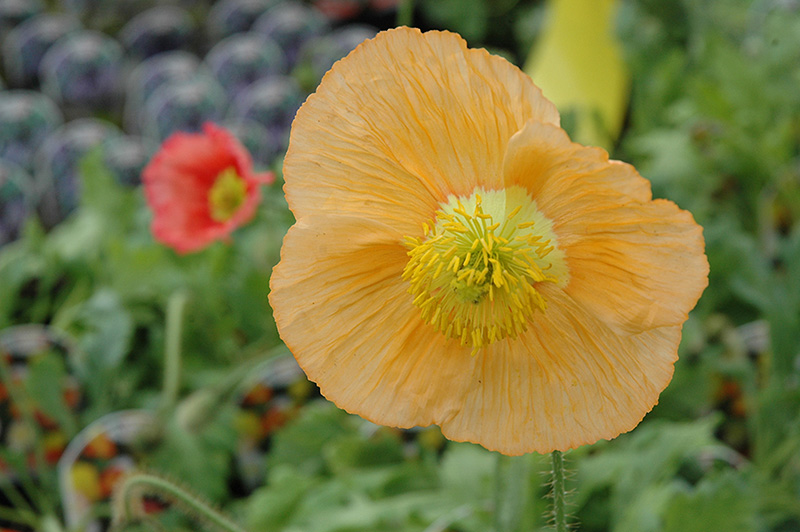 Champagne Bubbles Poppy (Papaver nudicaule 'Champagne Bubbles') at Forde Nursery