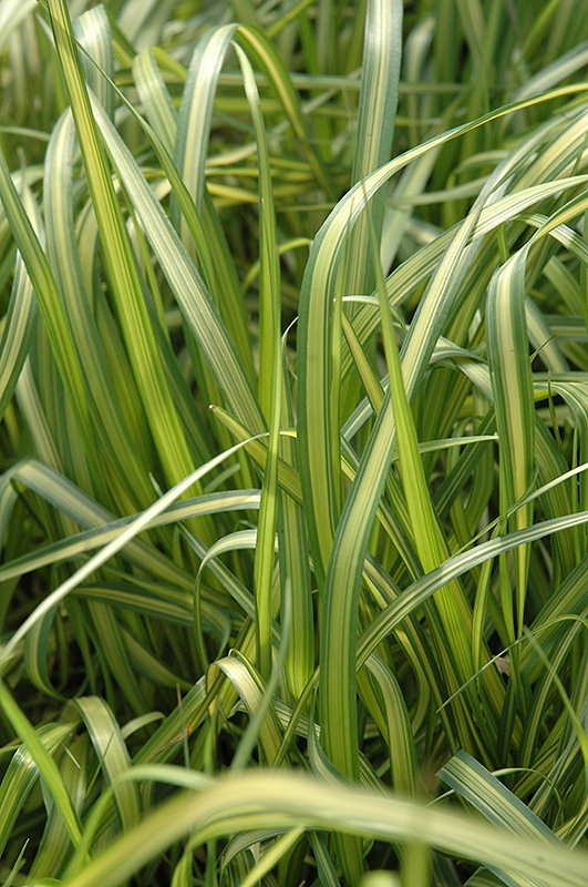 El Dorado Feather Reed Grass (Calamagrostis x acutiflora 'El Dorado') at Forde Nursery