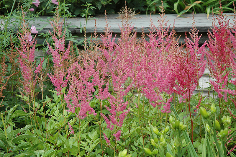Visions in Pink Chinese Astilbe (Astilbe chinensis 'Visions in Pink') at Forde Nursery