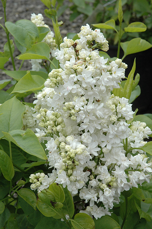Mme. Lemoine Lilac (Syringa vulgaris 'Mme. Lemoine') at Forde Nursery