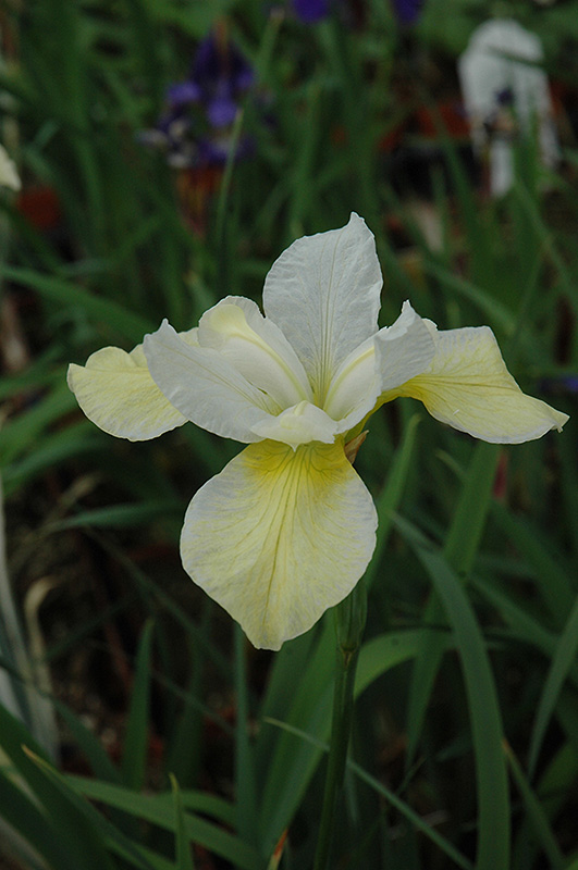Butter And Sugar Siberian Iris (Iris sibirica 'Butter And Sugar') at Forde Nursery