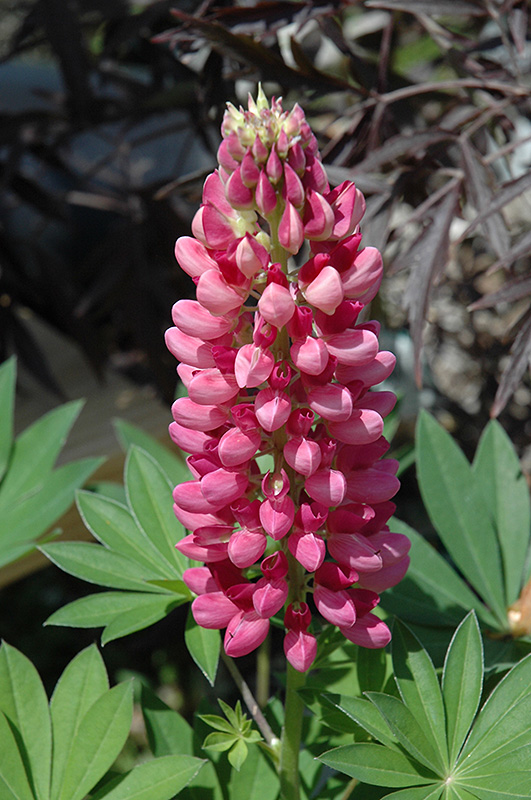 Gallery Red Lupine (Lupinus 'Gallery Red') at Forde Nursery