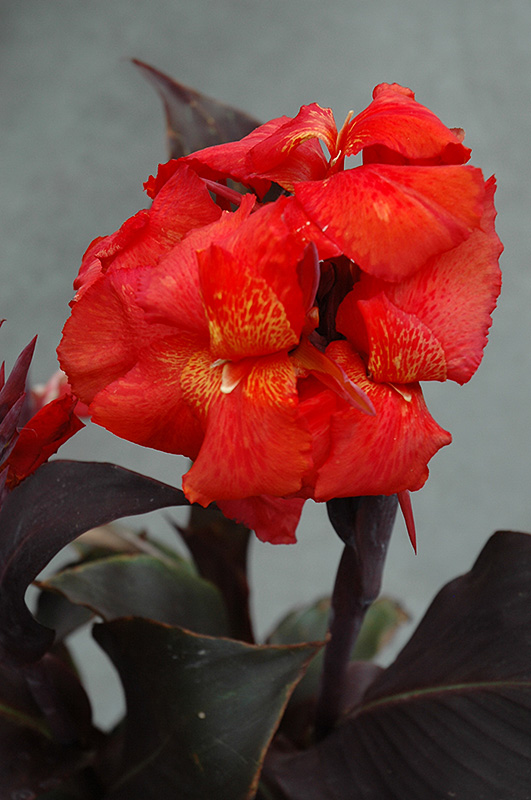 Tropical Bronze Scarlet Canna (Canna 'Tropical Bronze Scarlet') at Forde Nursery