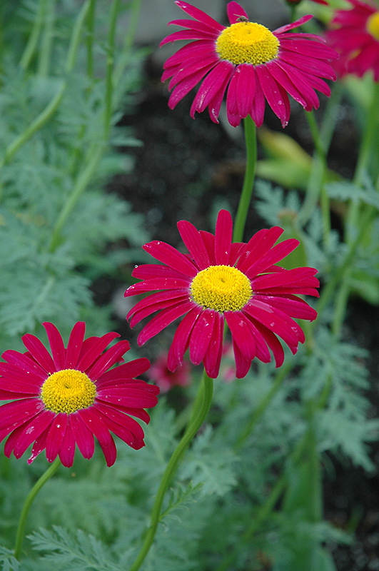Robinson's Red Painted Daisy (Tanacetum coccineum 'Robinson's Red') at Forde Nursery