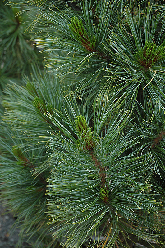 Algonquin Pillar Swiss Stone Pine (Pinus cembra 'Algonquin Pillar') at Forde Nursery