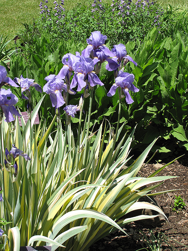 Golden Variegated Sweet Iris (Iris pallida 'Aureovariegata') at Forde Nursery