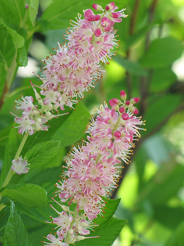 Ruby Spice Summersweet (Clethra alnifolia 'Ruby Spice') at Forde Nursery