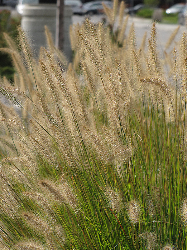 Hameln Dwarf Fountain Grass (Pennisetum alopecuroides 'Hameln') at Forde Nursery