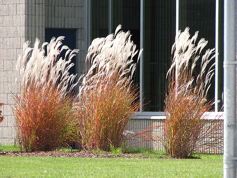 Flame Grass (Miscanthus sinensis 'Purpurascens') at Forde Nursery