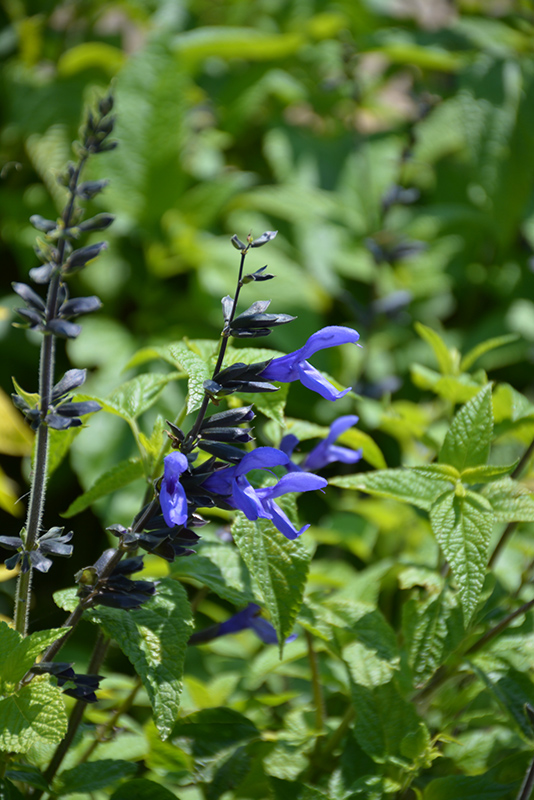 Black And Blue Anise Sage (Salvia guaranitica 'Black And Blue') at Forde Nursery