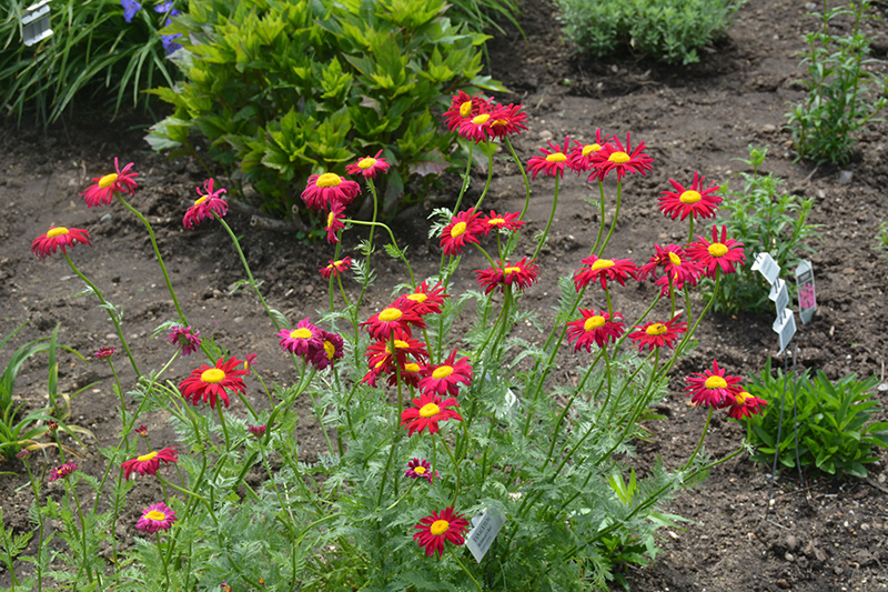Robinson's Red Painted Daisy (Tanacetum coccineum 'Robinson's Red') at Forde Nursery