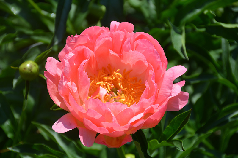 Coral Sunset Peony (Paeonia 'Coral Sunset') at Forde Nursery