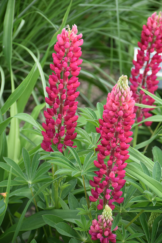 Popsicle Red Lupine (Lupinus 'Popsicle Red') at Forde Nursery