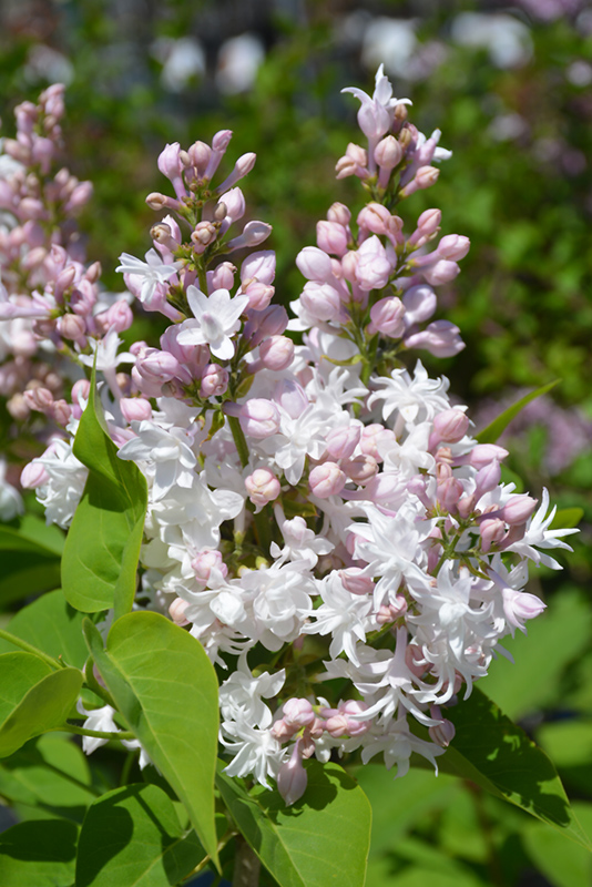 Beauty of Moscow Lilac (Syringa vulgaris 'Beauty of Moscow') at Forde Nursery