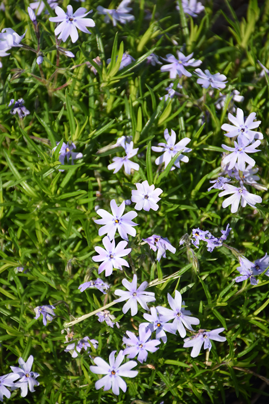 Spring Blue Moss Phlox (Phlox subulata 'Barsixtynine') at Forde Nursery