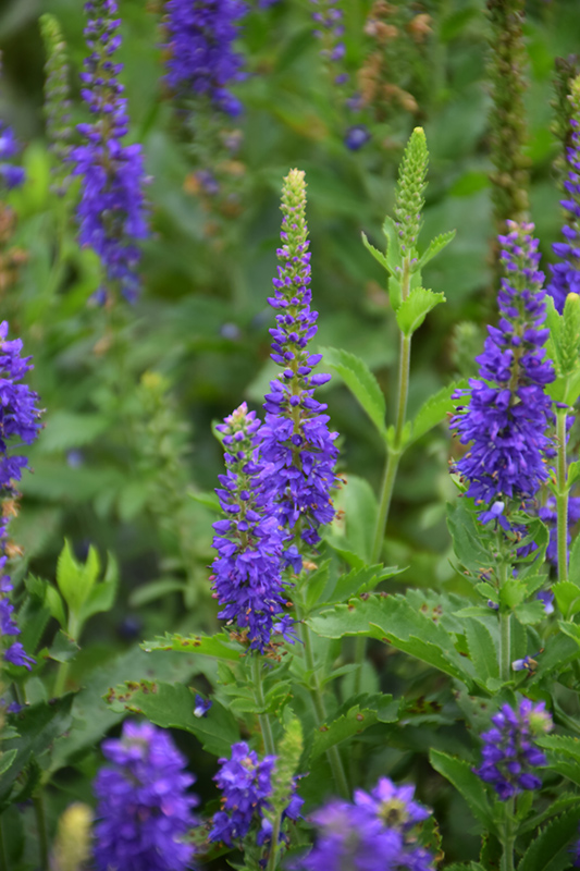 Ronica Blue Speedwell (Veronica 'Ronica Blue') at Forde Nursery