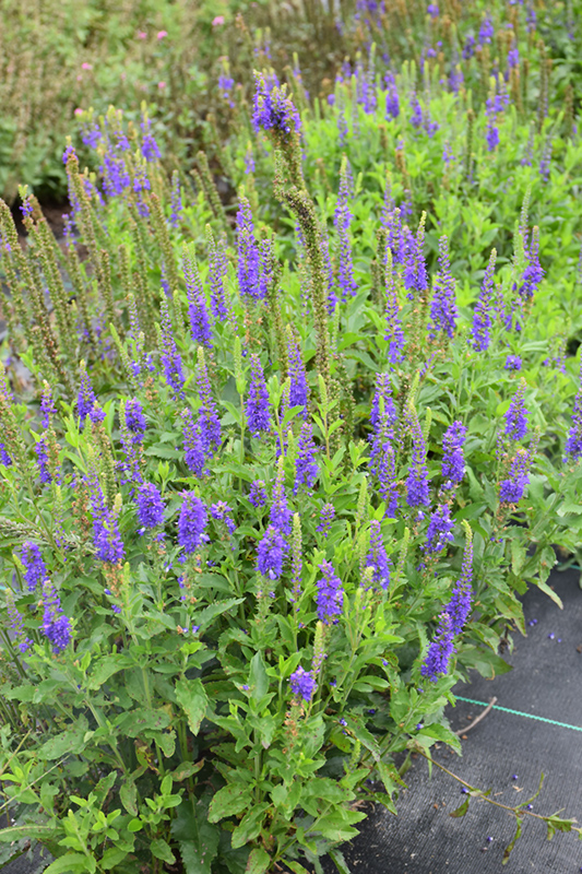 Ronica Blue Speedwell (Veronica 'Ronica Blue') at Forde Nursery