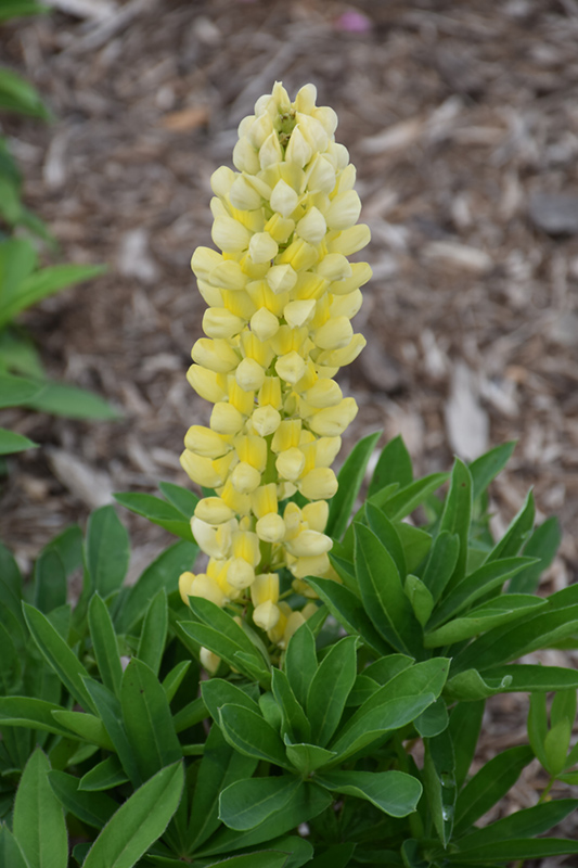 Popsicle Yellow Lupine (Lupinus 'Popsicle Yellow') at Forde Nursery